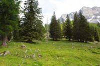 2015-06-25_05Drijaggenalm (180)b.JPG